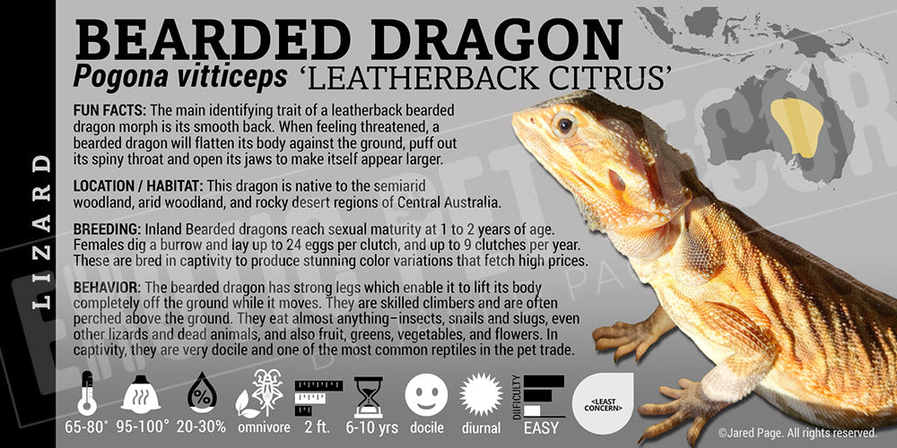 Pogona vitticeps 'Bearded Dragon' Lizard