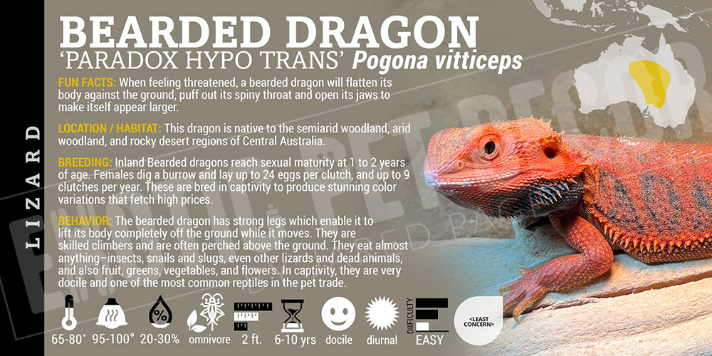 Pogona vitticeps 'Bearded Dragon' Lizard