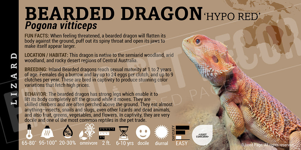 Pogona vitticeps 'Bearded Dragon' Lizard