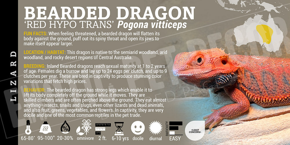 Pogona vitticeps 'Bearded Dragon' Lizard