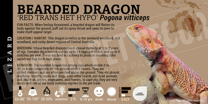 Pogona vitticeps 'Bearded Dragon' Lizard