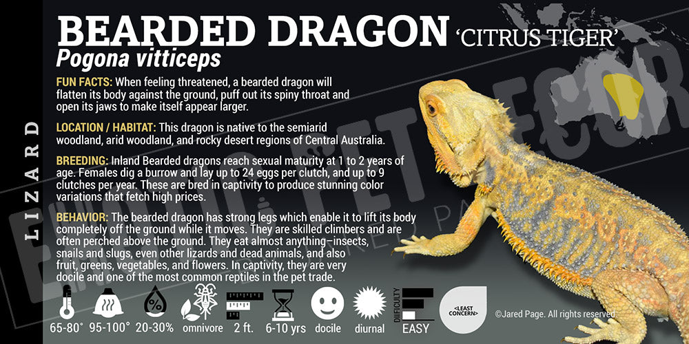 Pogona vitticeps 'Bearded Dragon' Lizard