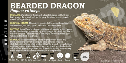 Pogona vitticeps 'Bearded Dragon' Lizard