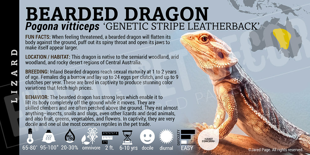 Pogona vitticeps 'Bearded Dragon' Lizard