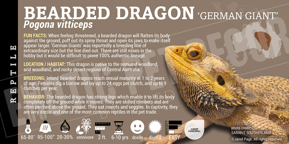 Pogona vitticeps 'Bearded Dragon' Lizard