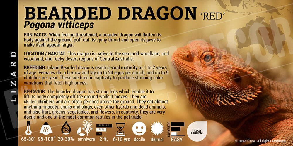 Pogona vitticeps 'Bearded Dragon' Lizard