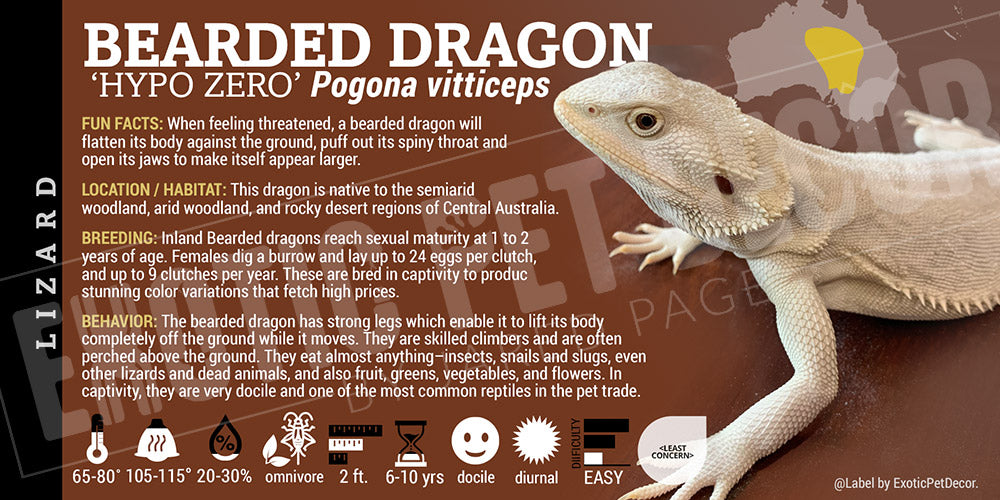 Pogona vitticeps 'Bearded Dragon' Lizard