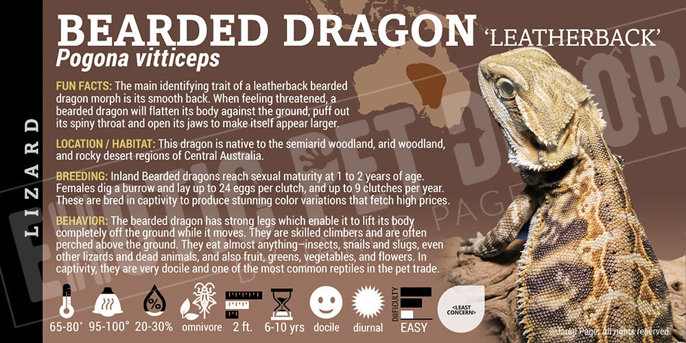 Pogona vitticeps 'Bearded Dragon' Lizard