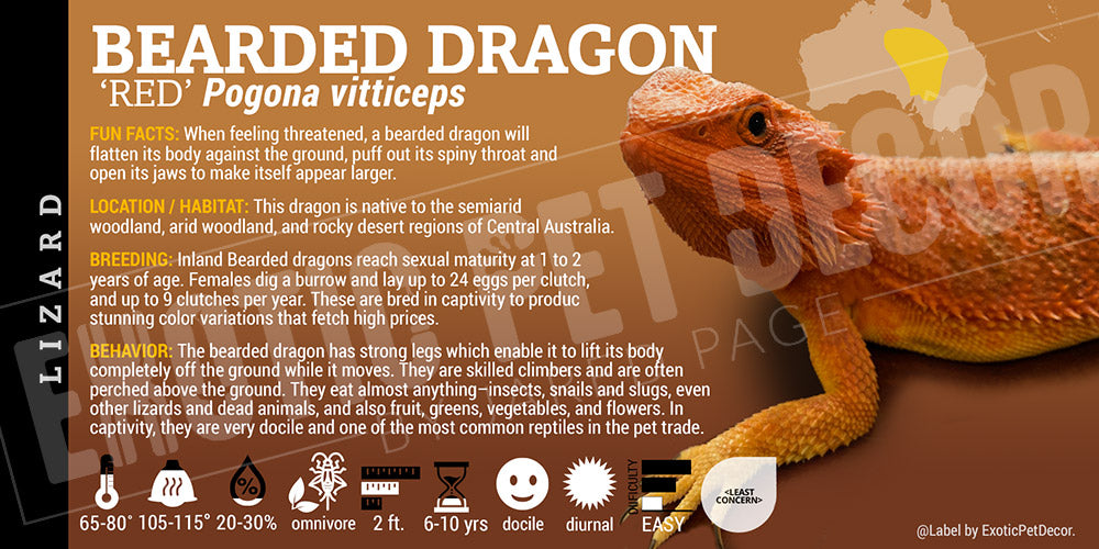 Pogona vitticeps 'Bearded Dragon' Lizard