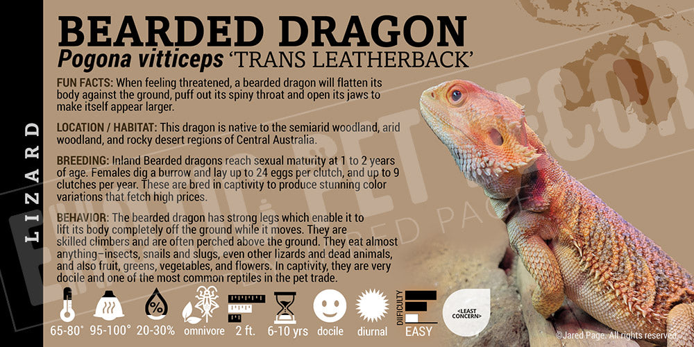 Pogona vitticeps 'Bearded Dragon' Lizard