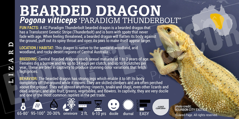 Pogona vitticeps 'Bearded Dragon' Lizard