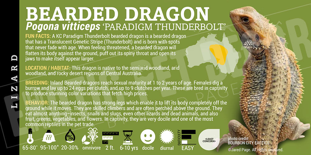 Pogona vitticeps 'Bearded Dragon' Lizard