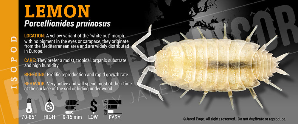Porcellionides pruinosis 'Yellow' isopod label
