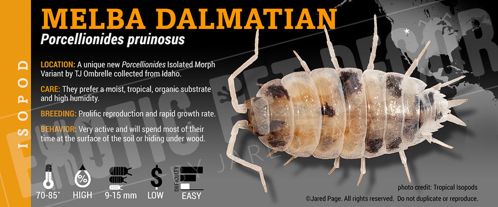 Porcellionides pruinosis 'Melba Dalmatian' isopod label