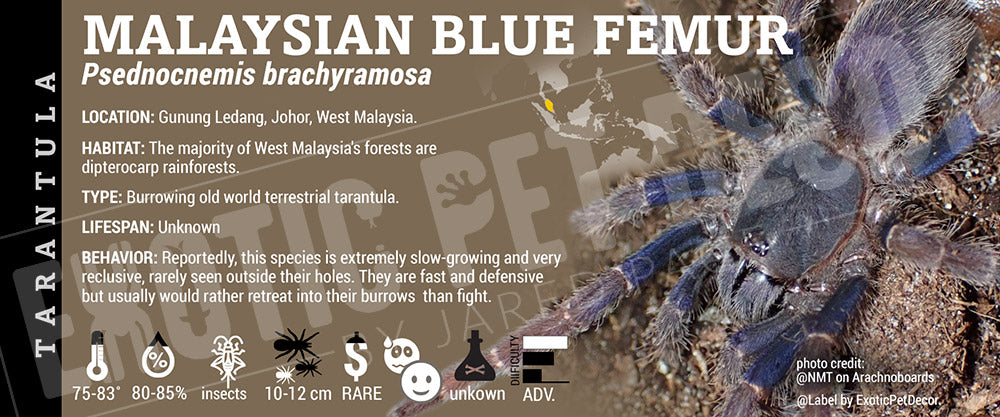 Psednocnemis brachyramosa 'Malaysian Blue Femur' Tarantula label