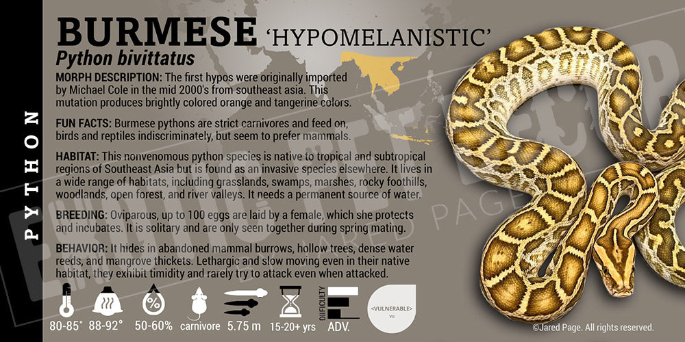 Python bivittatus 'Burmese' Python