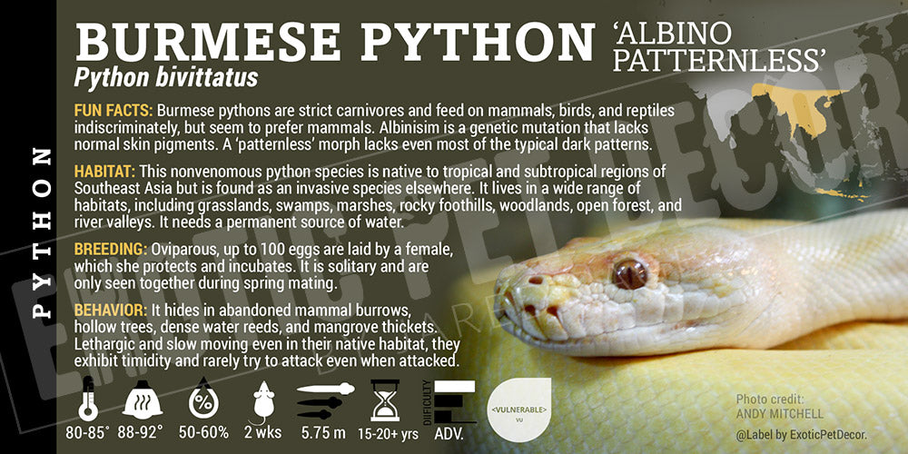 Python bivittatus 'Burmese' Python