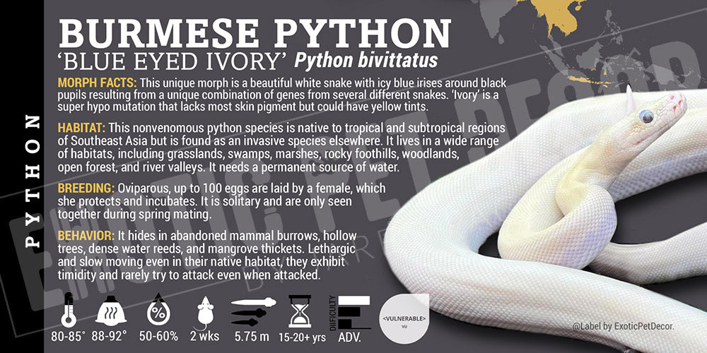 Python bivittatus 'Burmese' Python