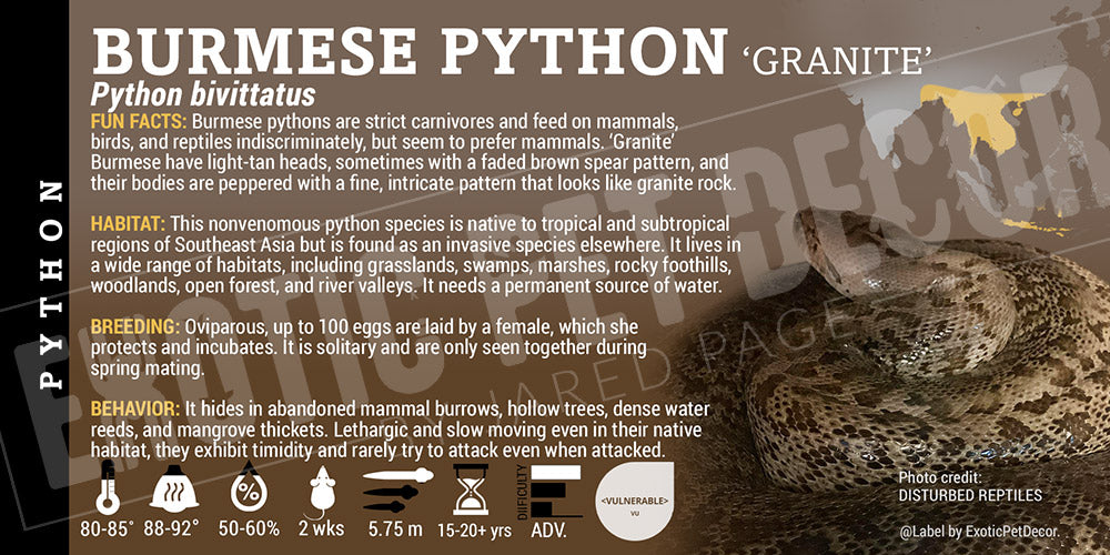 Python bivittatus 'Burmese' Python