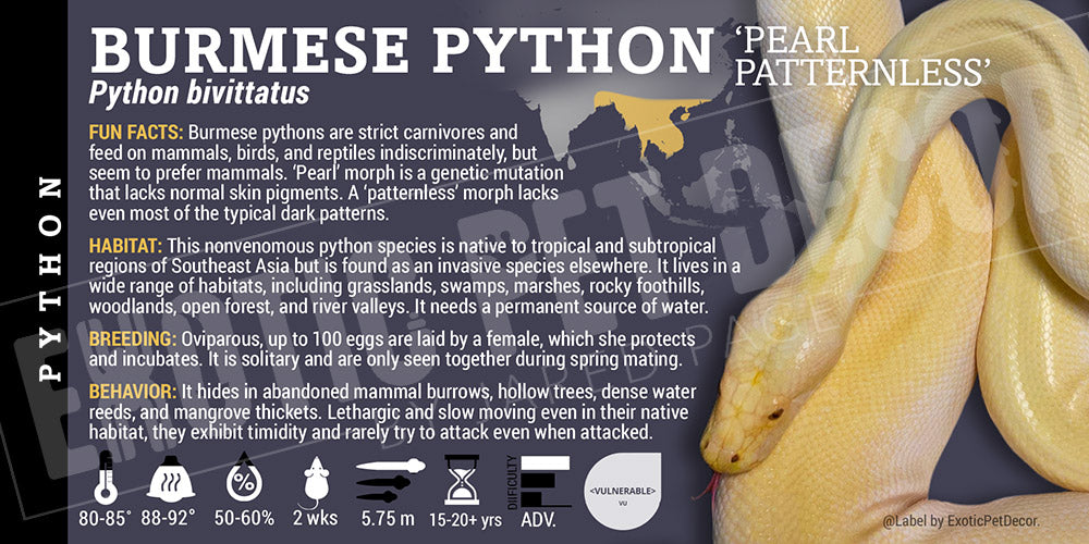 Python bivittatus 'Burmese' Python