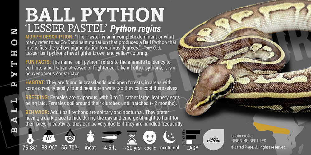 Python regius 'Ball' Python