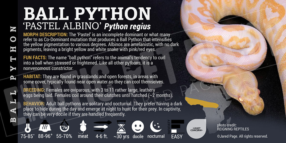 Python regius 'Ball' Python