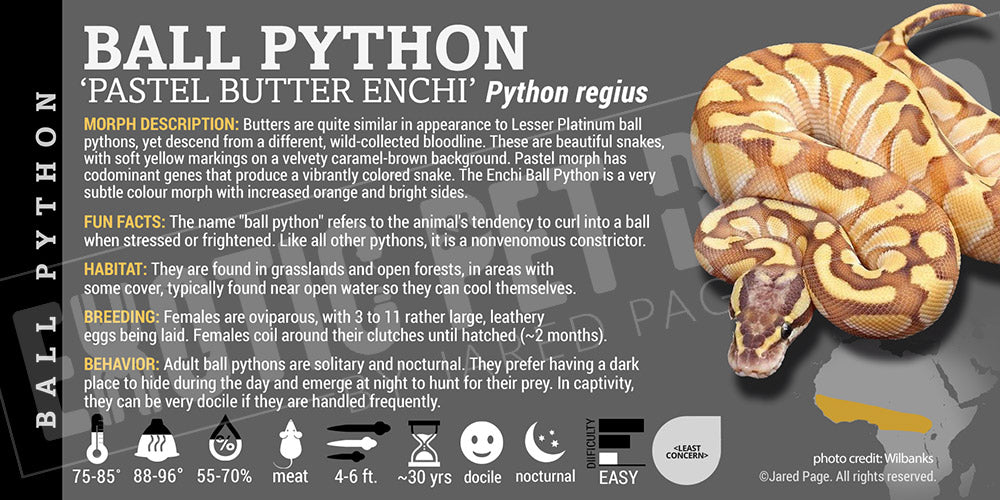 Python regius 'Ball' Python