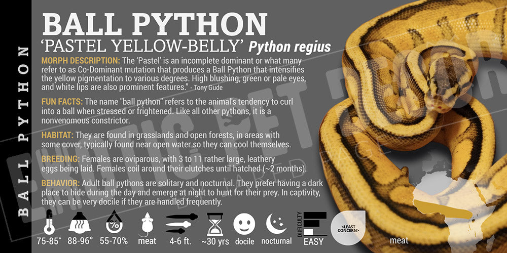 Python regius 'Ball' Python