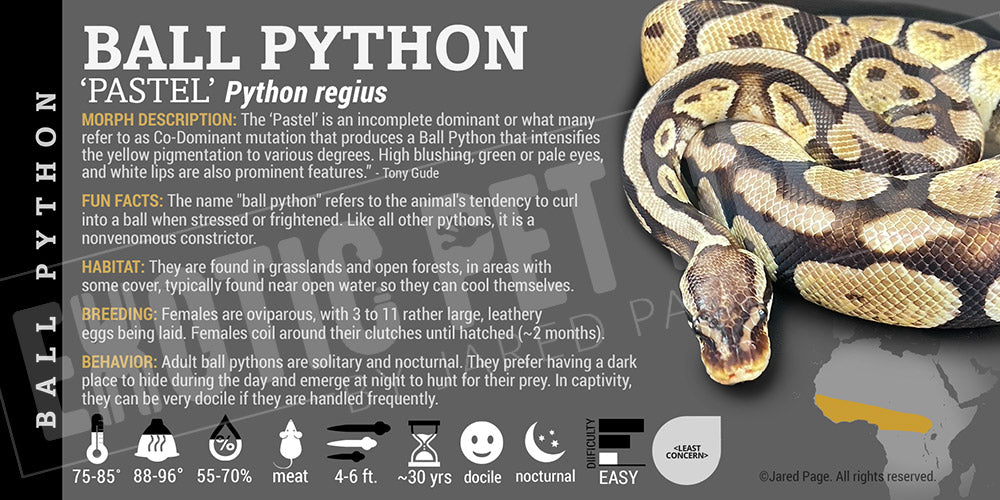 Python regius 'Ball' Python