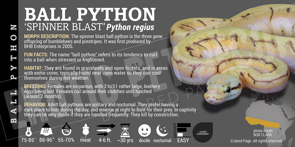 Python regius 'Ball' Python