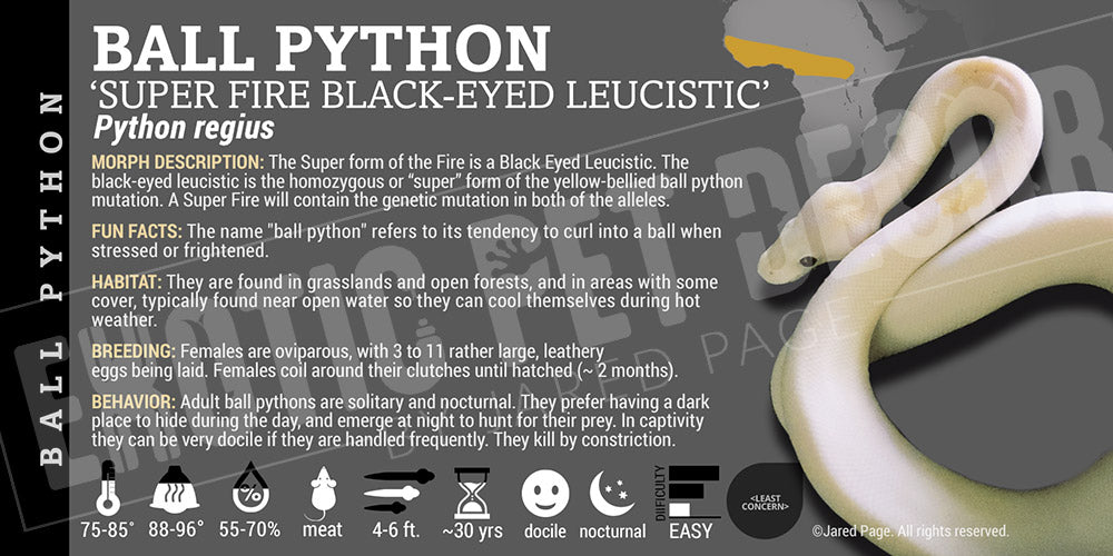 Python regius 'Ball' Python