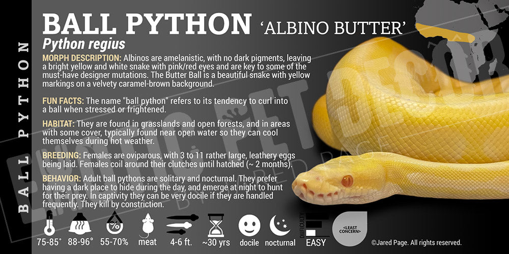 Python regius 'Ball' Python