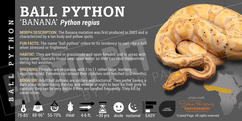 Python regius 'Ball' Python