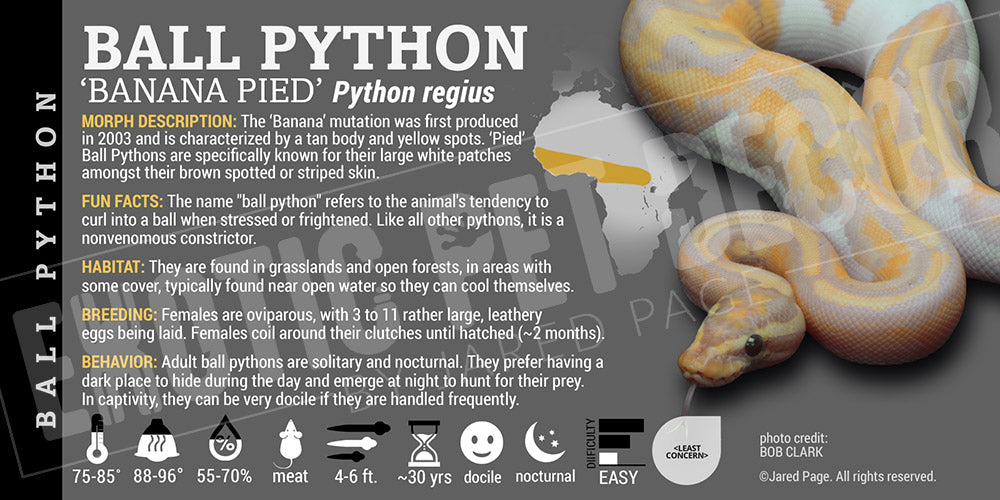 Python regius 'Ball' Python