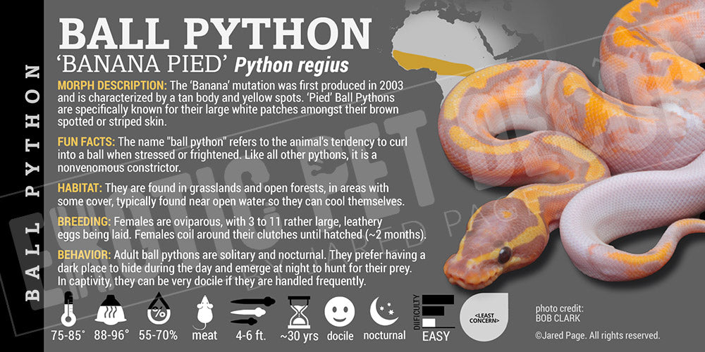 Python regius 'Ball' Python