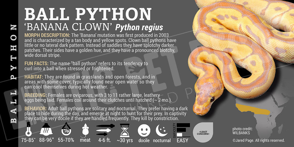 Python regius 'Ball' Python