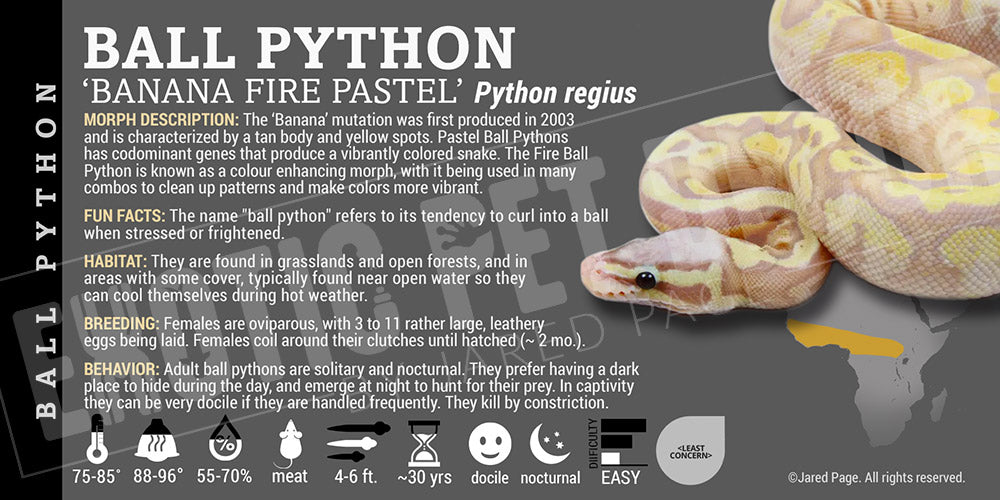 Python regius 'Ball' Python