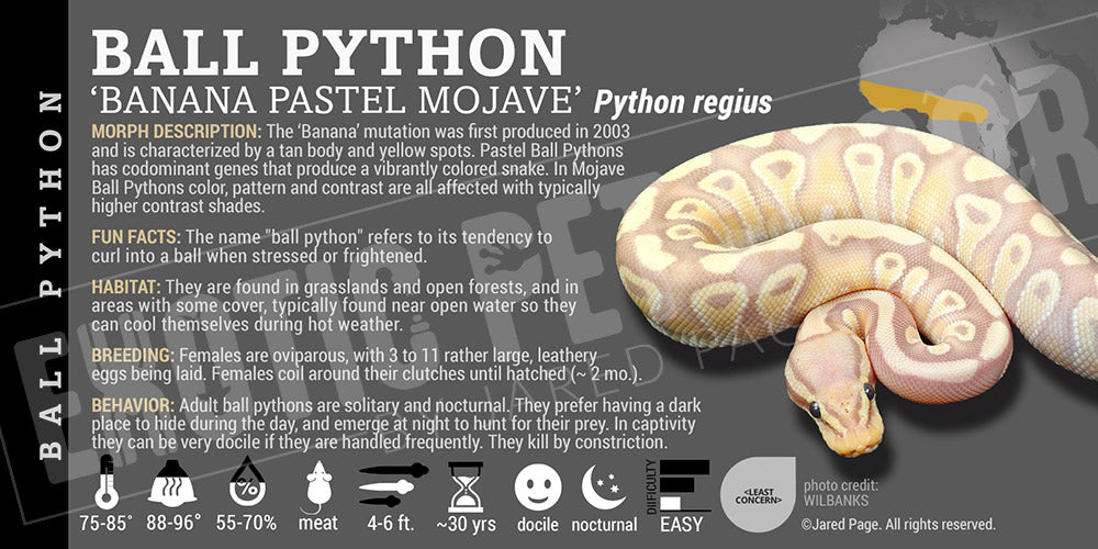 Python regius 'Ball' Python