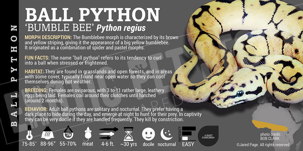 Python regius 'Ball' Python