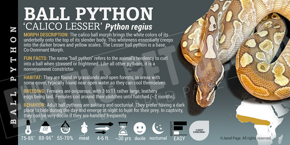 Python regius 'Ball' Python