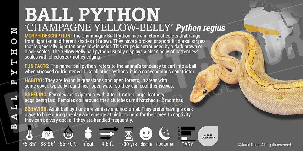 Python regius 'Ball' Python