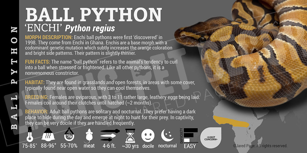 Python regius 'Ball' Python