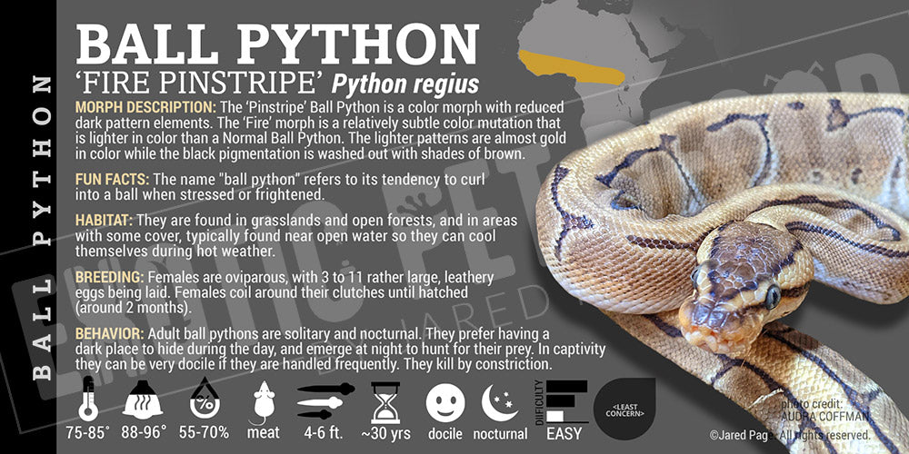 Python regius 'Ball' Python