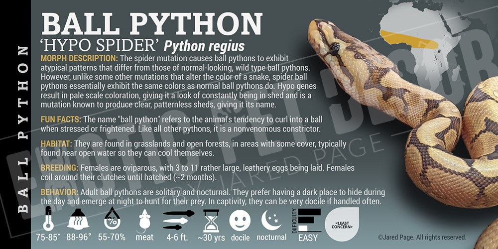 Python regius 'Ball' Python