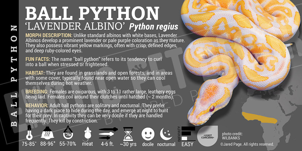 Python regius 'Ball' Python