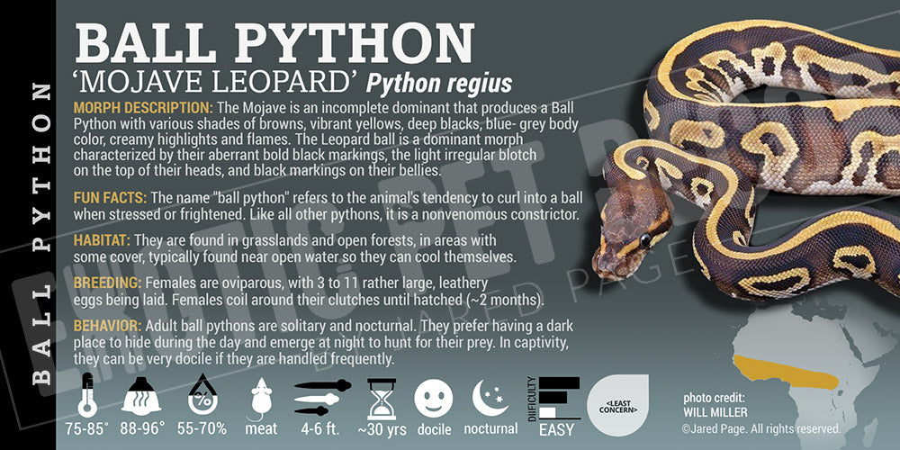 Python regius 'Ball' Python