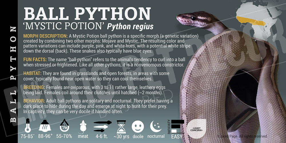Python regius 'Ball' Python