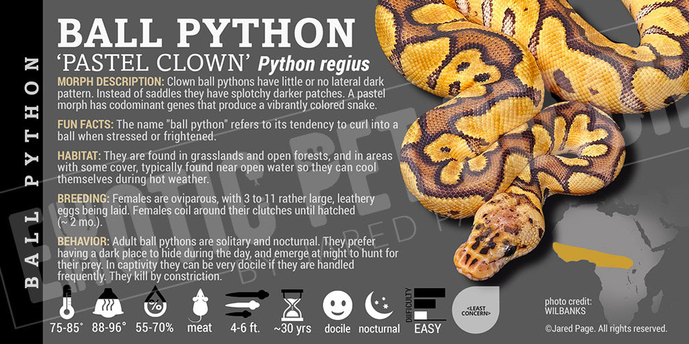 Python regius 'Ball' Python