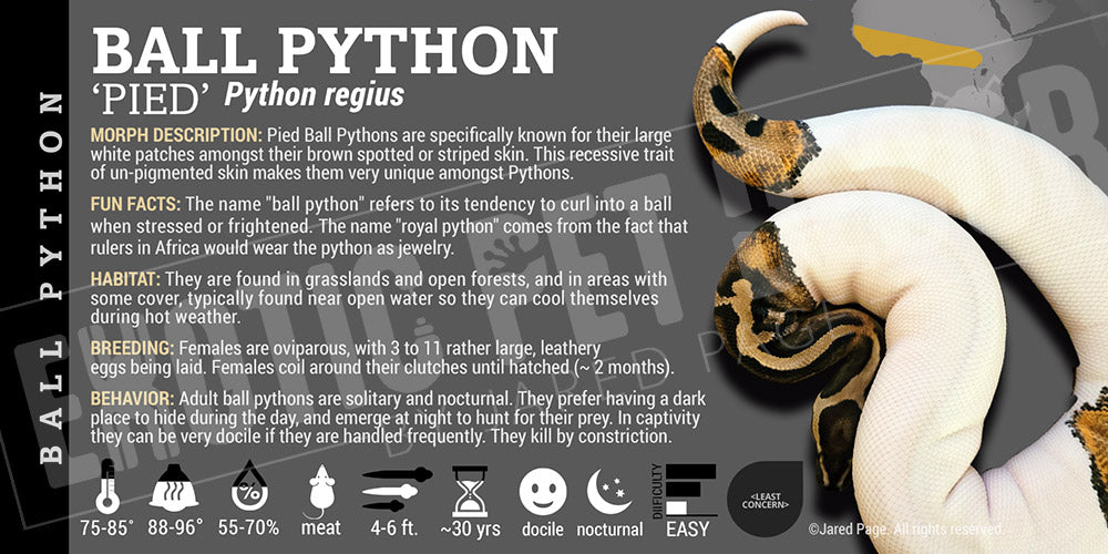 Python regius 'Ball' Python