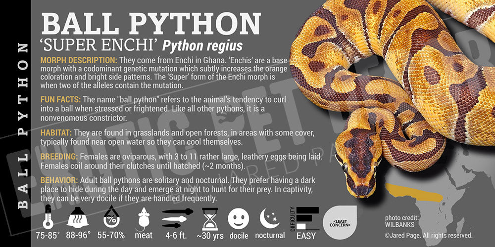 Python regius 'Ball' Python